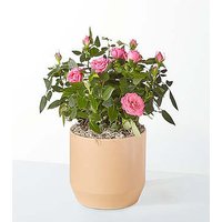 Young Love Pink Rose Plant - FedEx