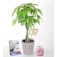Thinking of you Money Tree - Money Tree with Pick Card, and Candle - FedEx