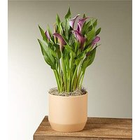 Purple Calla Lily Plant - FedEx