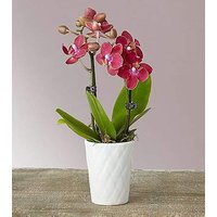 Mini Orchid - FedEx