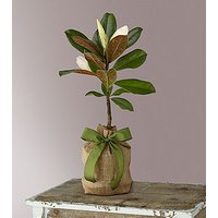 Every Moment Magnolia Tree - FedEx