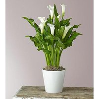 Classic White Calla Lily - FedEx