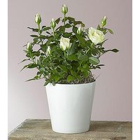 Pure and True White Roses - FedEx