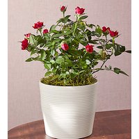 Cupid's Arrow Red Mini Rose Plant - FedEx