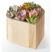 My Heart Succulent Garden - FedEx