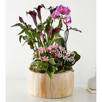 Happy Birthday Orchid Garden - FedEx
