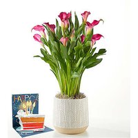 Pink Calla Lily Plant and Birthday Pop Up Card - FedEx
