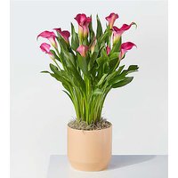My Darling Pink Calla Lily Plant - FedEx