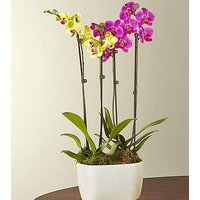 Purple and Yellow Orchid Garden - FedEx