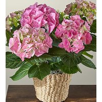 Pink Hydrangea Plant - FedEx