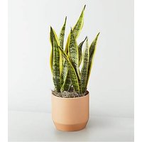 Snake Plant - FedEx