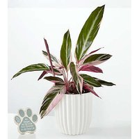 Stromanthe Triostar with Pet Memorial Plaque - FedEx