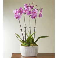 Pink Orchid Garden - FedEx
