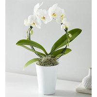 White Hoop Orchid - FedEx