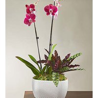Purple Orchid and Rattlesnake Calathea Garden - FedEx