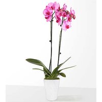 5 Inch Pink Watercolor Orchid - FedEx