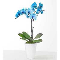 5 Inch Blue Watercolor Orchid - FedEx
