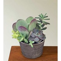 Lush Succulent Garden