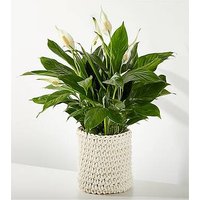 XXX Large Peace Lily - FedEx