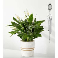 Celebration of Life Windchime and Plant Bundle - FedEx