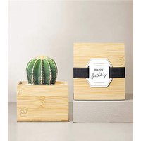 Lula's Garden Bamboo Cacti - Happy Birthday - FedEx