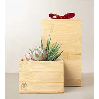Lula's Garden Bamboo Glow - Red Bow - FedEx