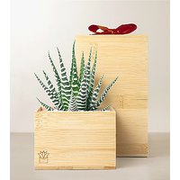 Lula's Bamboo Zebra Garden - Red Bow - FedEx