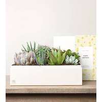 Lula's Lush Garden - Happy Birthday - FedEx