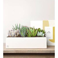 Lula's Lush Garden - Just Because - FedEx