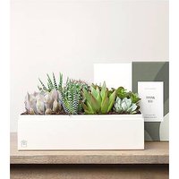 Lula's Lush Garden - Thank You - FedEx
