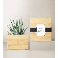 Lula's Garden - Birthday Bamboo Gardens - Bamboo Zebra - FedEx