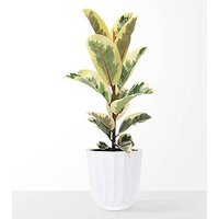 Large Ficus Elasitca Tineke Plant - FedEx
