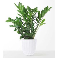 Large ZZ Plant - FedEx
