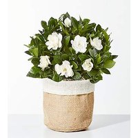 8-inch Fragrant Gardenia Plant - FedEx