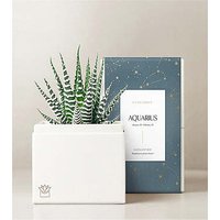 Lula's Garden - Zodiac Gardens - Aquarius - FedEx