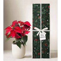 Lula's Garden - Christmas Plants - FedEx