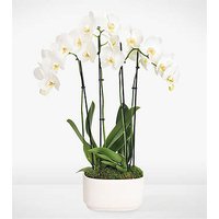 Simple Beauty White Orchid Garden - FedEx