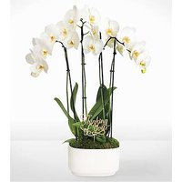 Thinking of You White Orchid Garden - FedEx