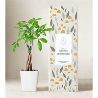 Lula's Garden Money Tree Plant - Forever Remembered - FedEx