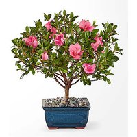 Azalea Bonsai - 8 inch - FedEx