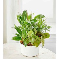 Balance and Harmony Dishgarden