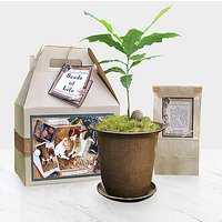 Seeds of Life Memory Tree - FedEx