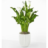 Classic White Calla Lily Plant - Fluted Ceramic Container - FedEx