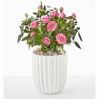 Young Love Pink Rose Plant - Fluted Ceramic Container - FedEx
