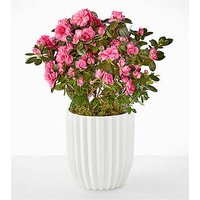 Petaled Pink Azalea - Fluted Ceramic Container - FedEx