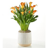 Orange Calla Lily Plant - FedEx