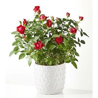 Pearl Kiss Red Mini Rose - FedEx