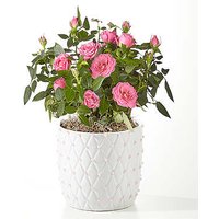 Blush Pearl Mini Rose - FedEx