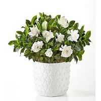 Pure Grace Gardenia - FedEx