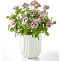 Pure Beauty Lavender Rose - FedEx